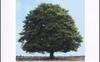L'albero. Breve storia di un incontro