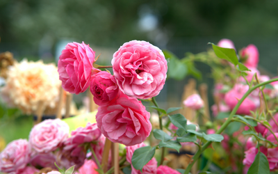 I' mi trovai fanciulle un bel mattino: testo e analisi della Ballata delle rose di Poliziano