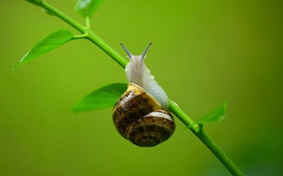 Lumaca e chiocciola non sono sinonimi