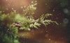 “È Natale”: l'augurio in poesia di Madre Teresa di Calcutta