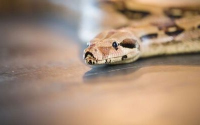 “Il serpente che danza” di Charles Baudelaire: significato e analisi della poesia