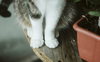 “Il gatto in un appartamento vuoto”, la poesia di Wisława Szymborska sull'assenza e la nostalgia