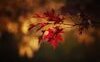 “Autunno”: la canzone di Francesco Guccini che ricorda una poesia di Ungaretti