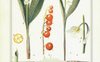 Il giardiniere del signor Darwin