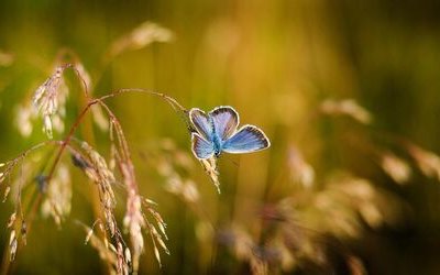 La farfalla che abita l'anima: una storia di metamorfosi dietro il termine psiche