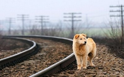 In libreria “Il mio cane del Klondike” di Romana Petri: la storia di un gigante buono