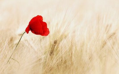 “Addio mia bella addio”: origine e significato del popolare brano scritto nel marzo 1848