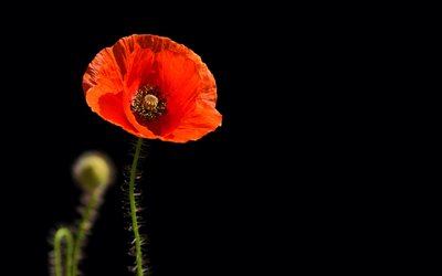 “Questa è memoria di sangue” di Salvatore Quasimodo: la poesia sulla strage di Marzabotto