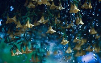 “Settembre”, la poesia di Hermann Hesse sull'arrivo dell'autunno e il valore della vita
