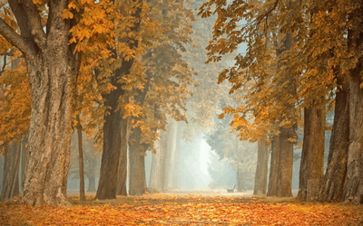 Cozy romance di ambientazione rurale: caratteristiche e limiti del genere