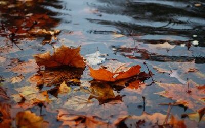 La pioggia d'autunno in poesia: da D'Annunzio a Montale
