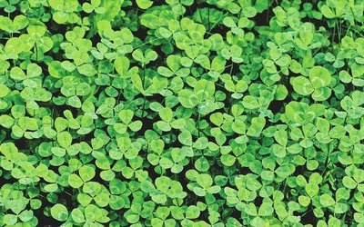 Quadrifoglio: perché si dice porti fortuna?