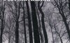 Giornate intere fra gli alberi
