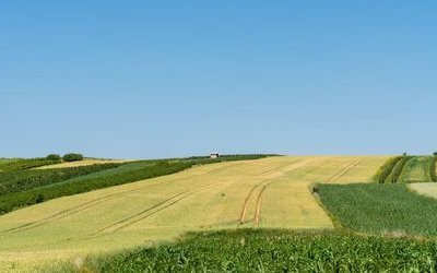 “Agosto”: la poesia di Hermann Hesse sull'estate struggente