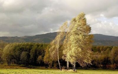 “Ode al Vento Occidentale” di Percy Shelley: una poesia d'autunno