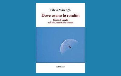Dove osano le rondini