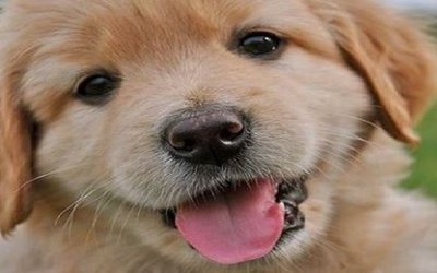 Frasi sui cani: aforismi e citazioni più belle
