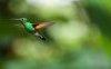 “Colibrì”: analisi e significato della più bella poesia di Raymond Carver