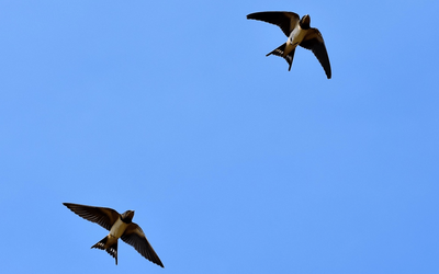 “Marzo”: la poesia di Cesare Pavese sull'inquietudine esistenziale e i capricci della natura