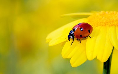 Coccinella: perché si dice porti fortuna?