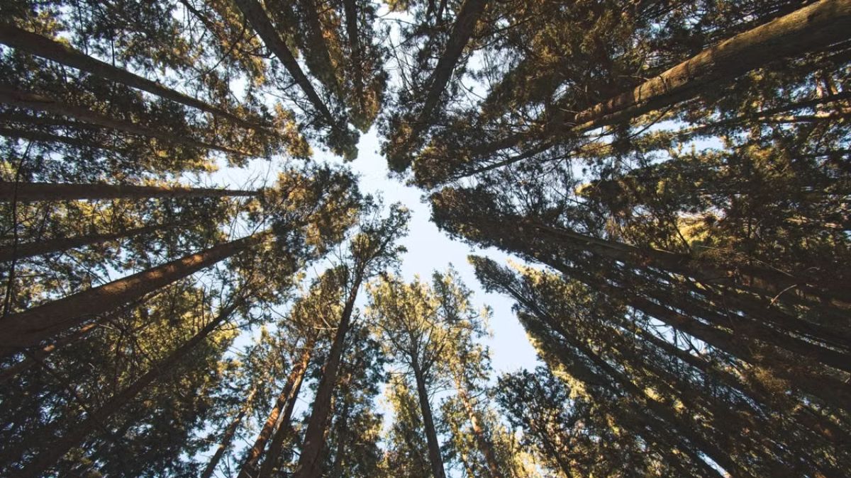 Alberi letterari e dove trovarli: dalla quercia di Robin Hood al pino di Tolkien