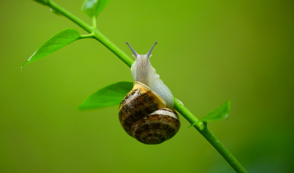 Lumaca e chiocciola non sono sinonimi