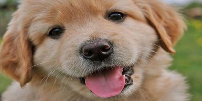 Frasi sui cani: aforismi e citazioni più belle