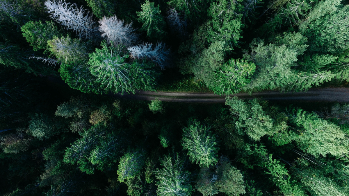 Il rapporto tra uomo e natura in Henry David Thoreau