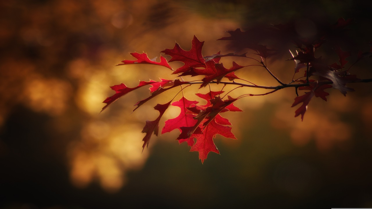 “Autunno” di Salvatore Quasimodo: testo e analisi della poesia