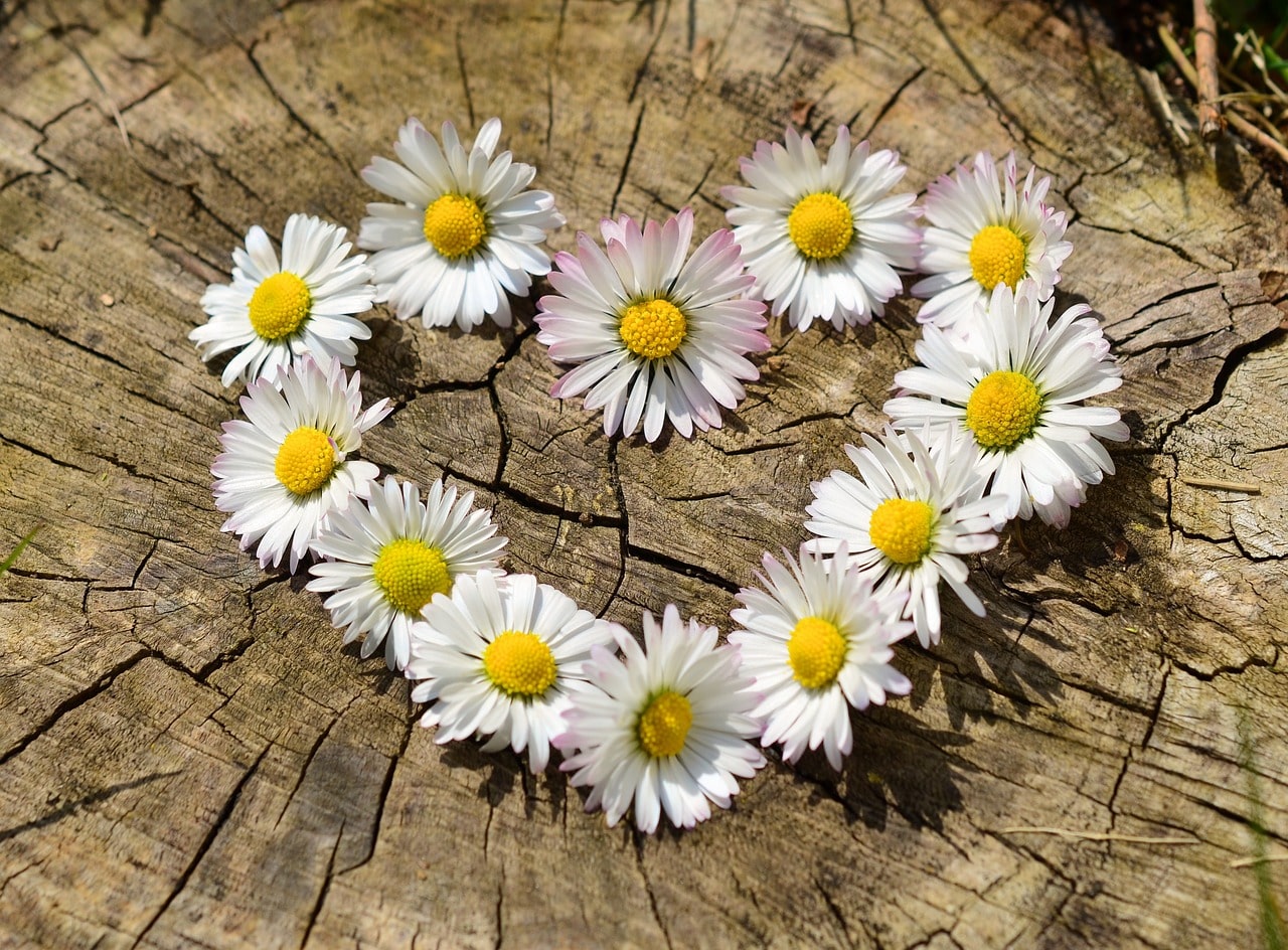 Fiori e piante nella lingua dell'amore, da Cavalcanti a De André