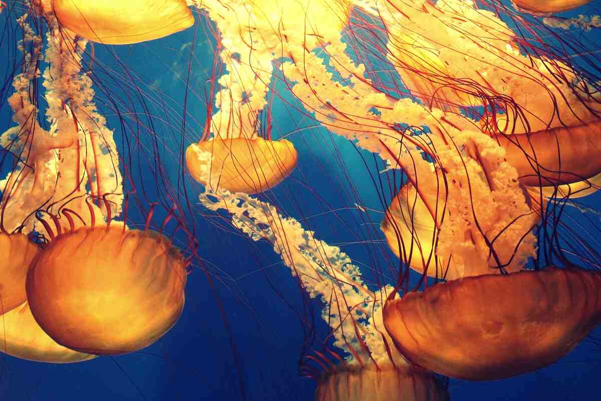 Sea Beyond, la biblioteca multimediale dedicata a oceani e pescatori