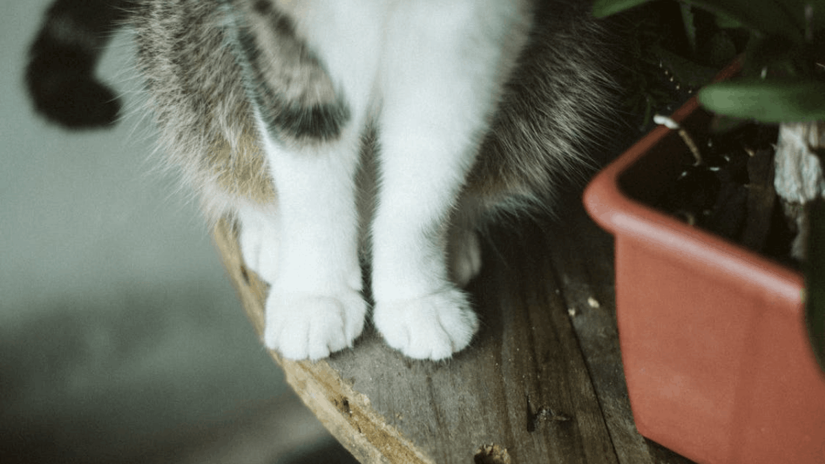 “Il gatto in un appartamento vuoto”, la poesia di Wisława Szymborska sull'assenza e la nostalgia