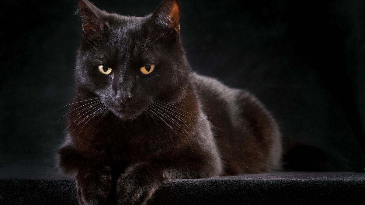 “Il gatto” di Charles Baudelaire: analisi e significato della poesia