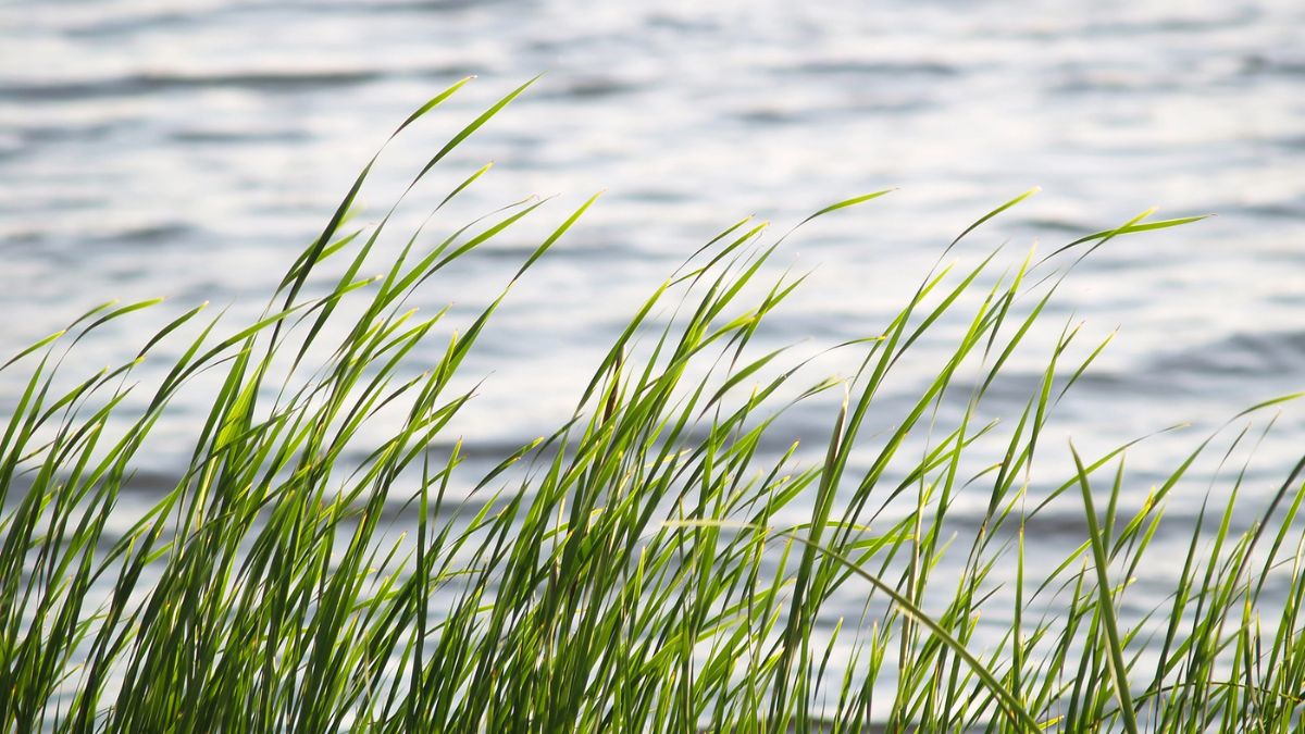 “In riva alla vita” di Antonia Pozzi: analisi e significato della poesia