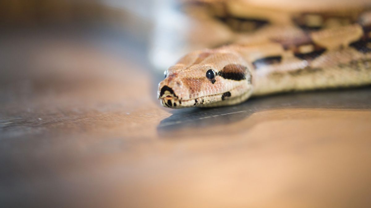 “Il serpente che danza” di Charles Baudelaire: significato e analisi della poesia