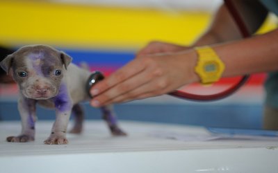 Test Veterinaria 2022: date, news, domande e argomenti