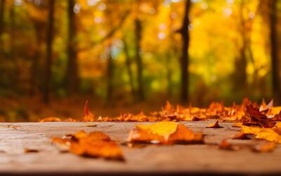 “Autunno” di Umberto Saba: la poesia che prefigura la crisi