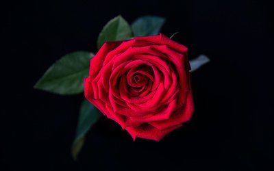 “È l'amore” di Jorge Luis Borges: una poesia per San Valentino