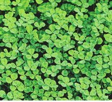 Quadrifoglio: perché si dice porti fortuna?