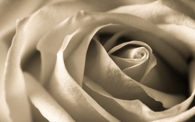 Il tuo cuore lo porto con me: significato e a chi era dedicata la poesia di E.E. Cummings