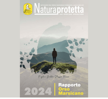 Il Rapporto Orso Marsicano 2024: cos'è e dove leggerlo