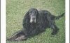 Baldo. I cani ci guardano