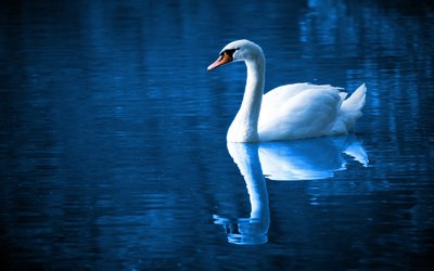 “Il cigno” di Charles Baudelaire: testo, analisi e significato della poesia