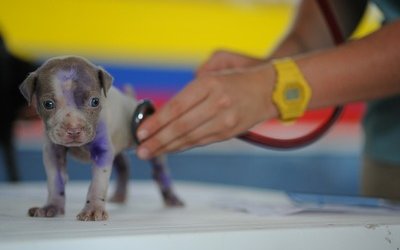 Graduatoria Veterinaria 2019 è online: ecco come vederla