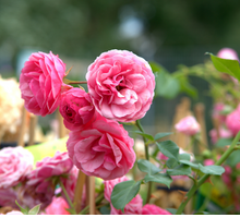 I' mi trovai fanciulle un bel mattino: testo e analisi della Ballata delle rose di Poliziano