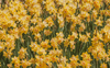 “Narcisi” (Daffodils): testo, traduzione e analisi della poesia di Wordsworth