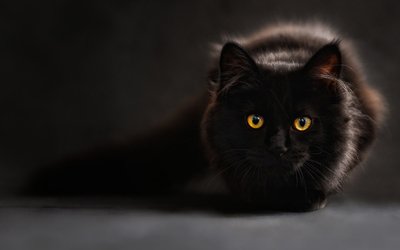 Gatto nero: perché si dice porti sfortuna?