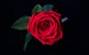 “È l'amore” di Jorge Luis Borges: una poesia per San Valentino