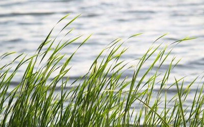 “In riva alla vita” di Antonia Pozzi: analisi e significato della poesia