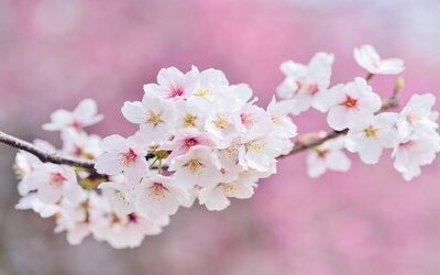 “Caro marzo” di Emily Dickinson: testo e analisi della poesia 